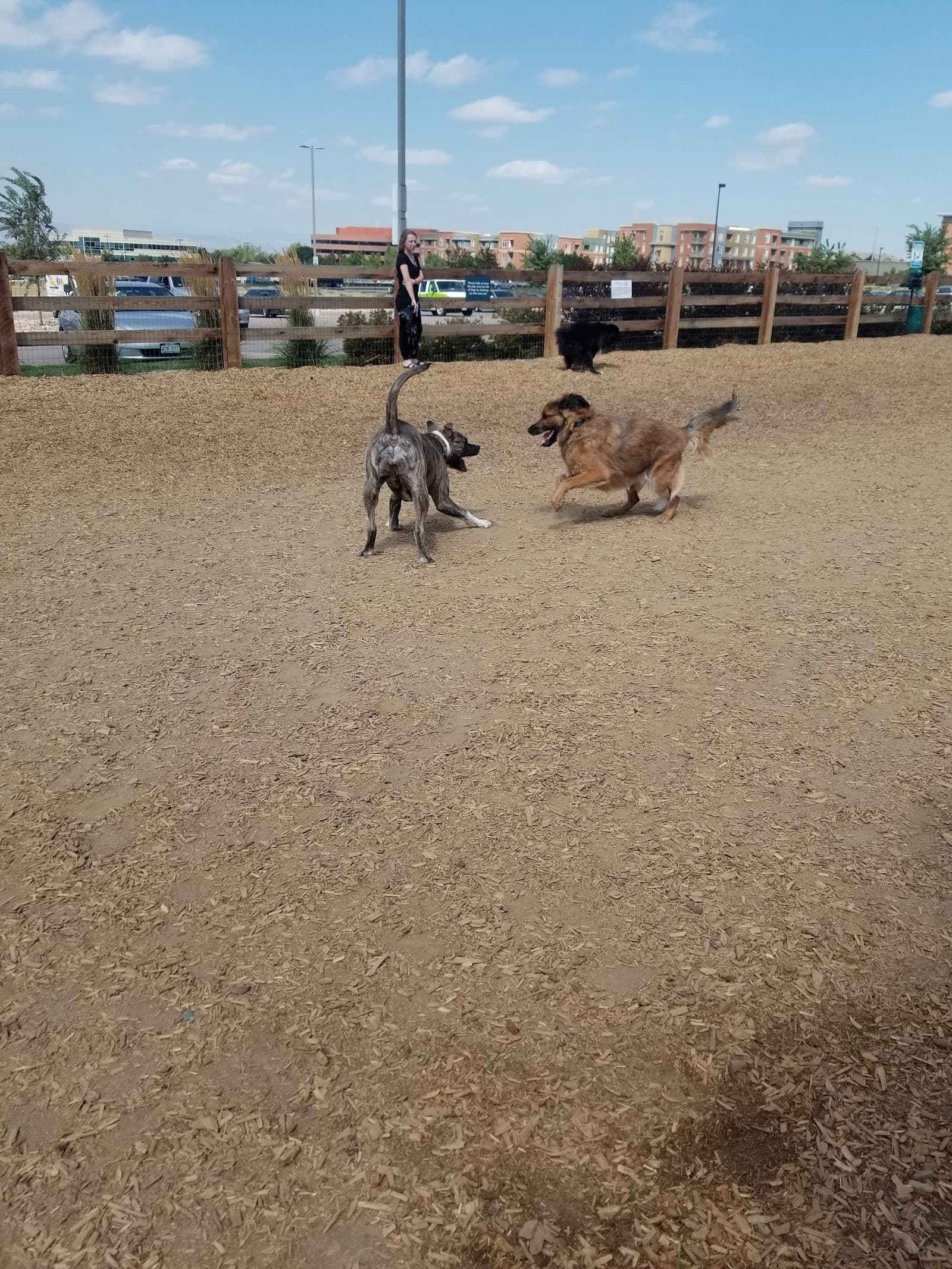 Belleview station dog park