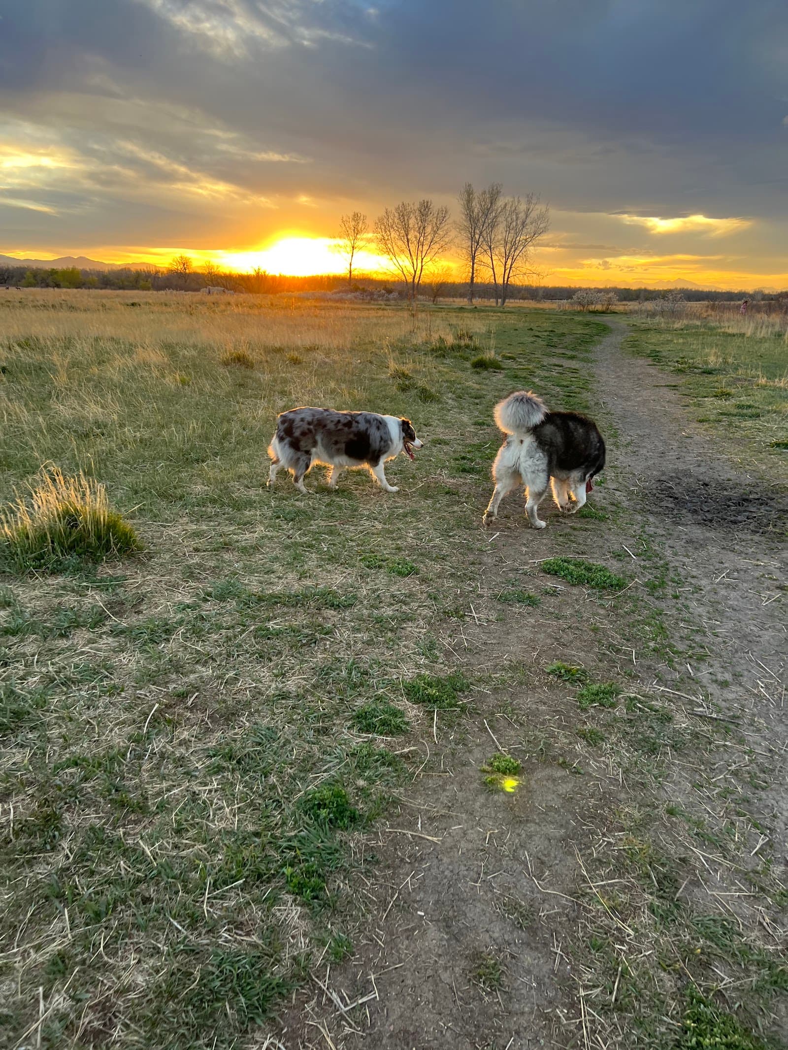 Cherry Creek Dog Park